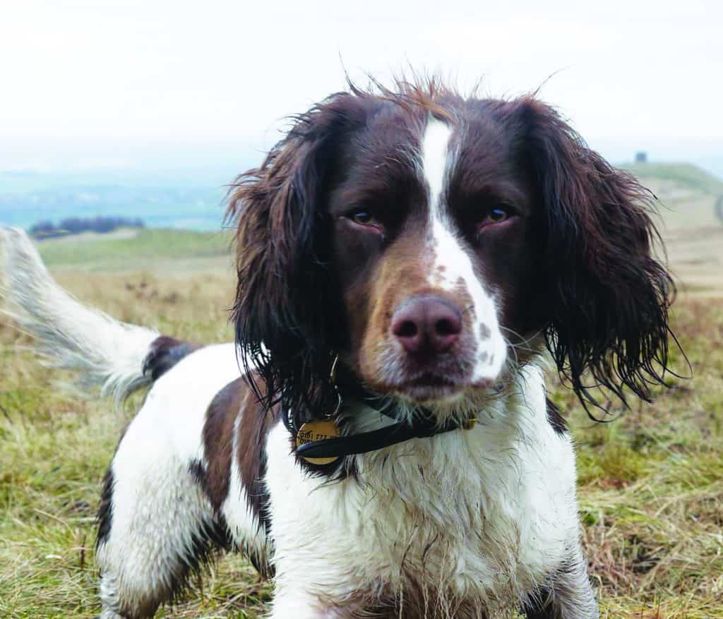 Merseyside Police dogs featured in a charity calendar to help raise money for young people 