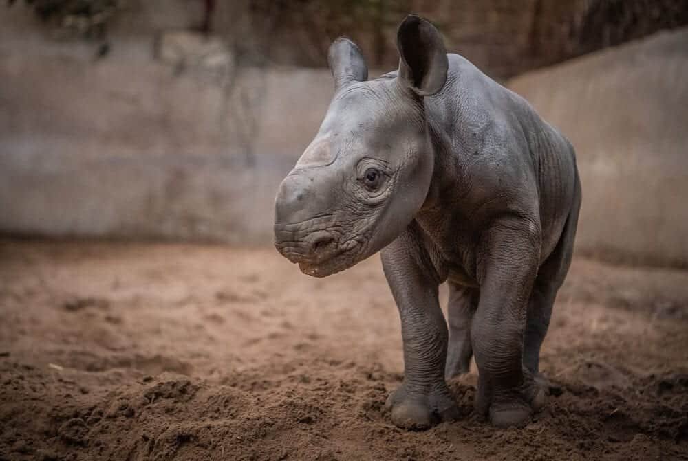 Birth of a rare baby rhino celebrated at Chester Zoo