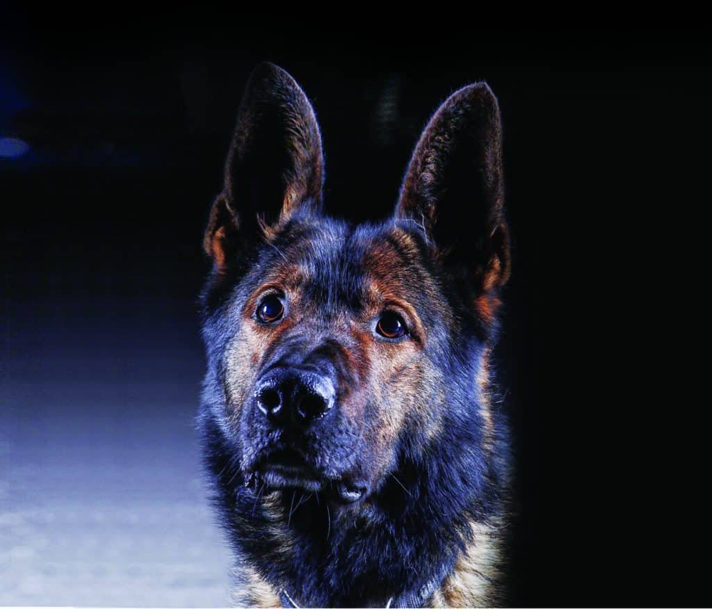 Merseyside Police dogs featured in a charity calendar to help raise money for young people 