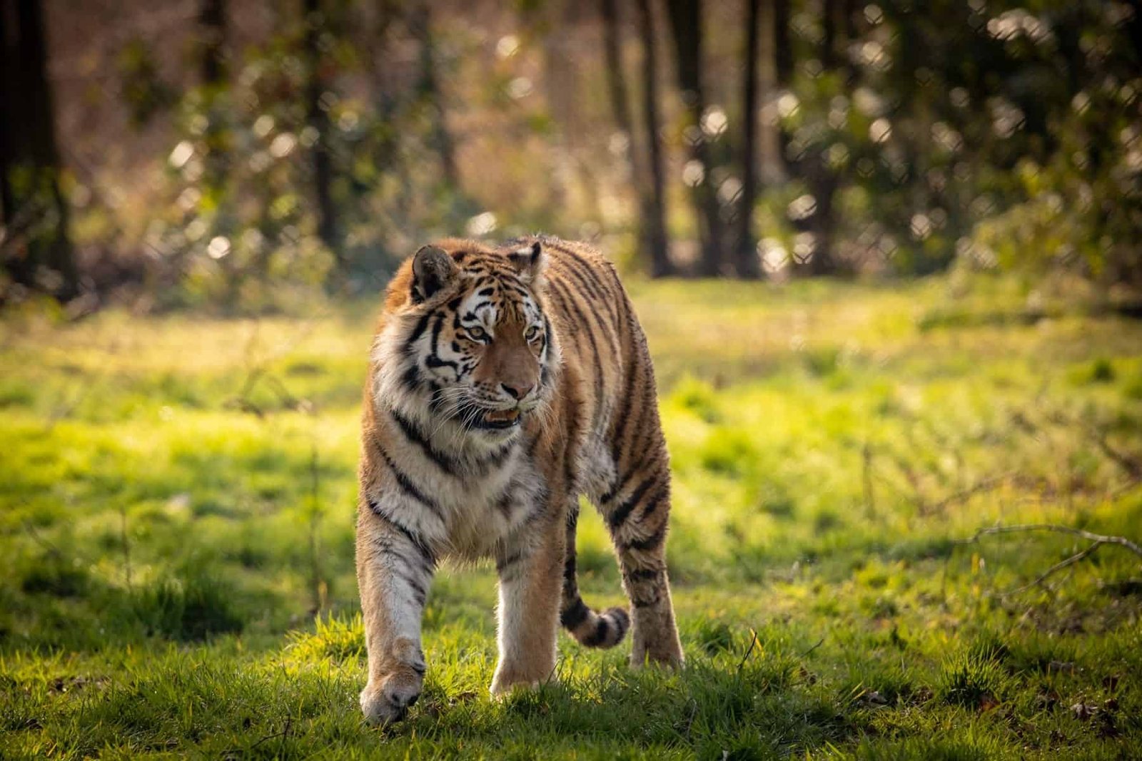 Knowsley Safari is re-opening and you can enjoy a full day of outdoor fun for just £10 per person
