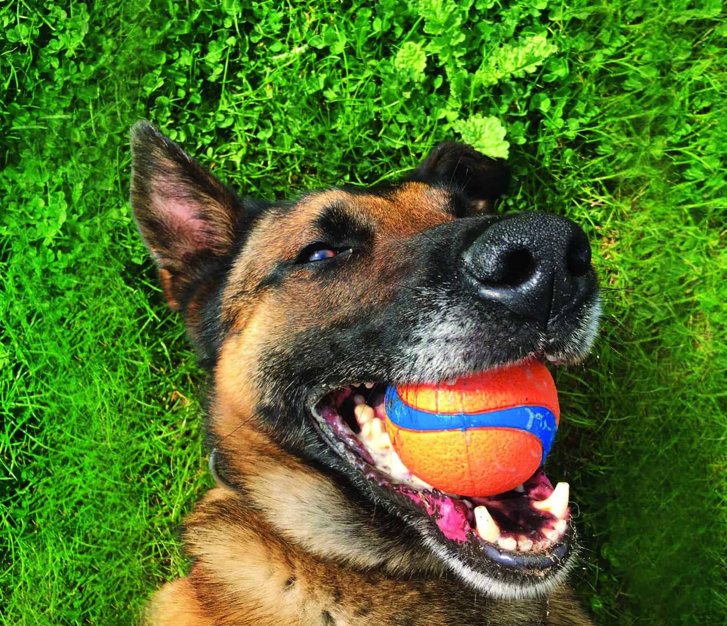 Merseyside Police dogs featured in a charity calendar to help raise money for young people