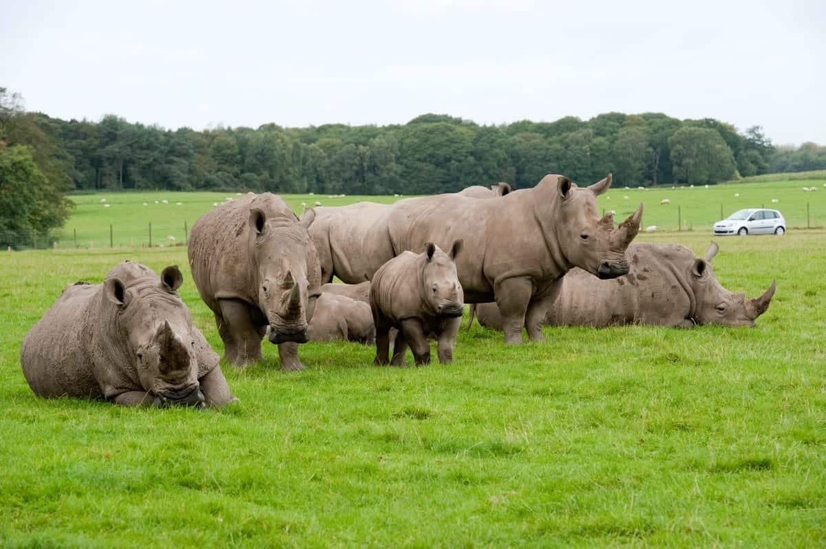 Knowsley Safari team up with Kirkby Gallery to provide Live Streamed Educational Art Events
