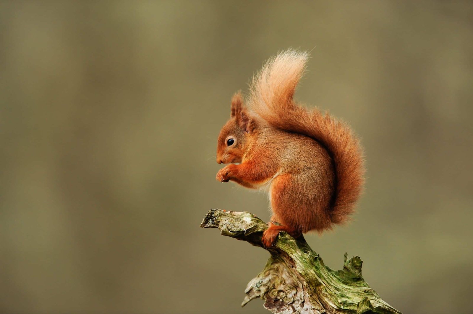 Knowsley Safari Foundation Secures Over £100K in National Lottery Funding