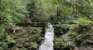Dodd Wood - Keswick