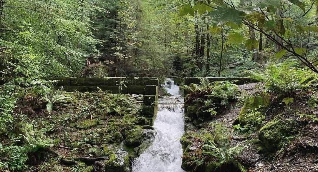 Dodd Wood - Keswick