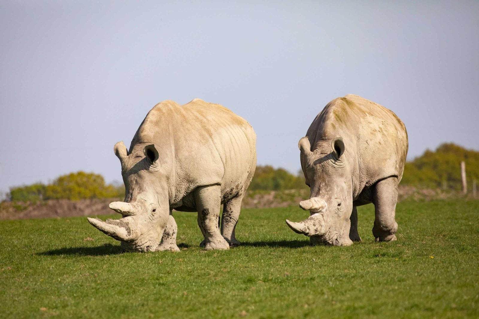 Knowsley Safari has released New ‘Roarsome’ Home Safari Live Sessions for Home Schoolers this March