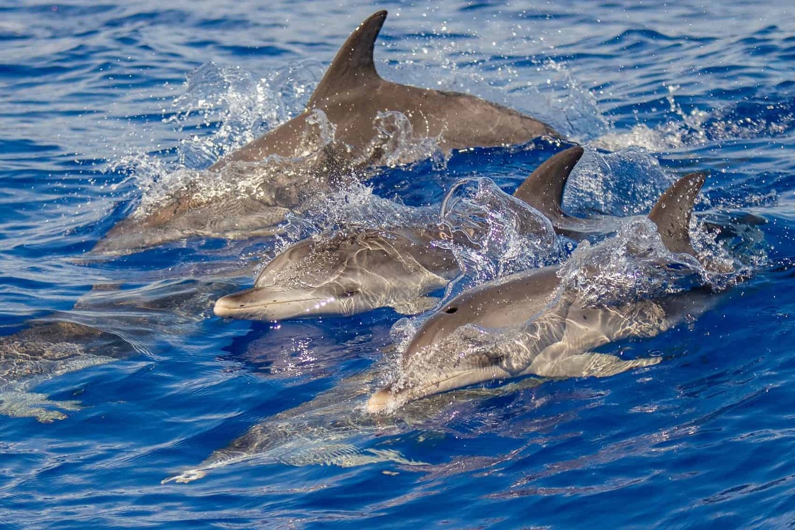 Fred. Olsen Cruise Lines join up with Marine wildlife charity ORCA for sailings from Liverpool this summer