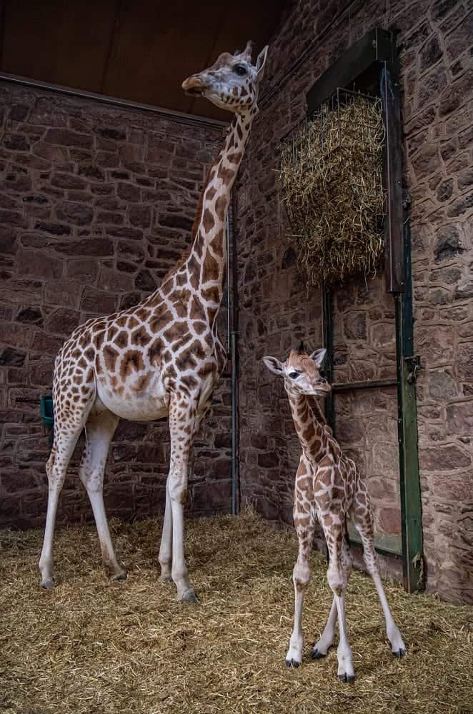 Chester Zoo welcome a new born rare giraffe