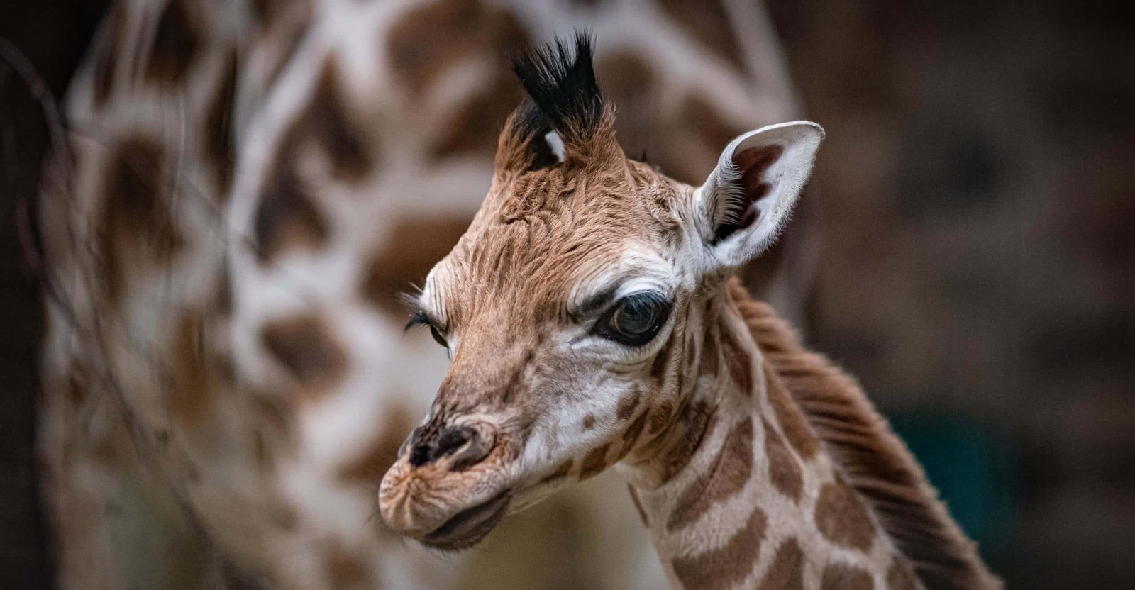 Chester Zoo welcome a new born rare giraffe