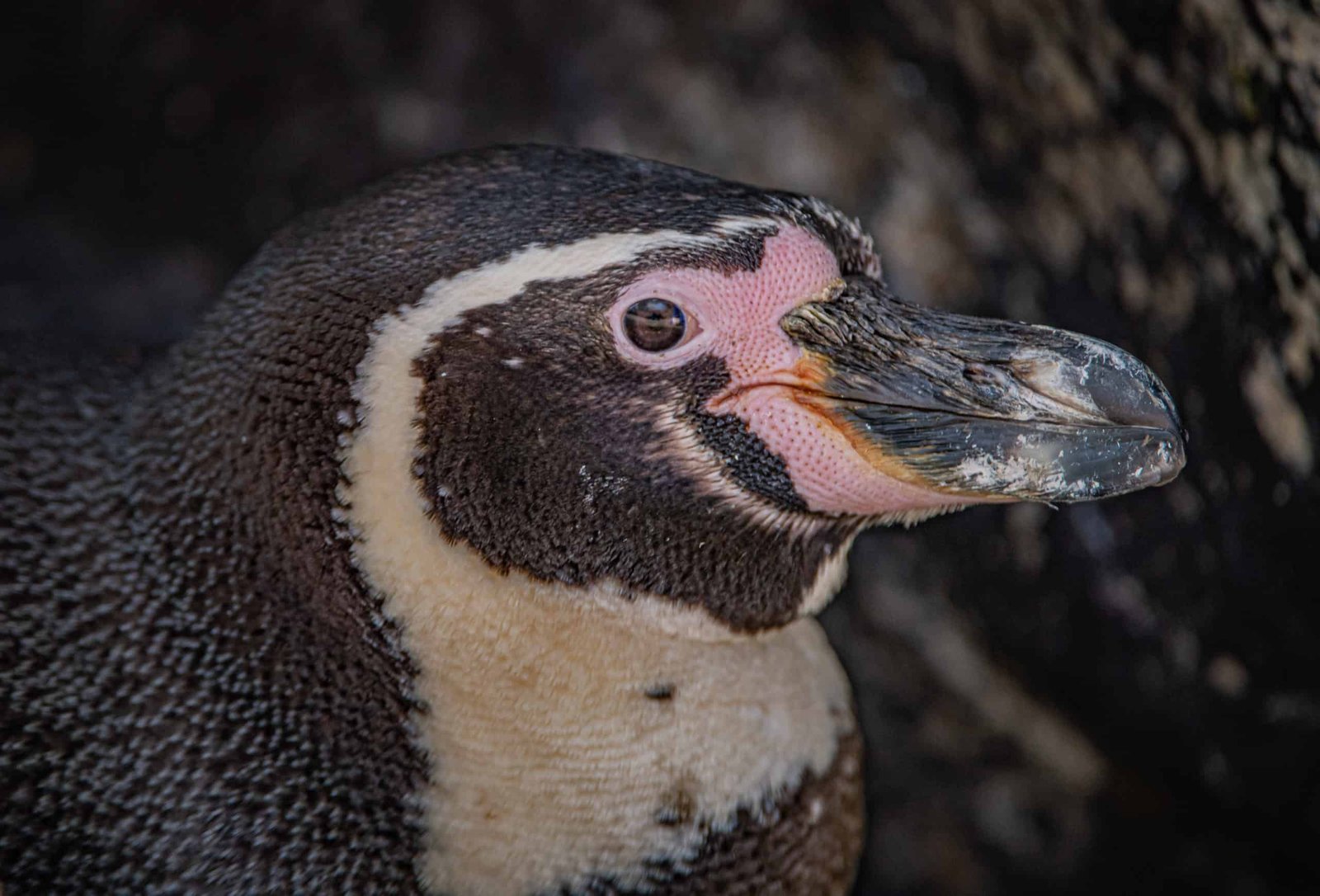 Penguin at Chester Zoo receives sight-saving surgery