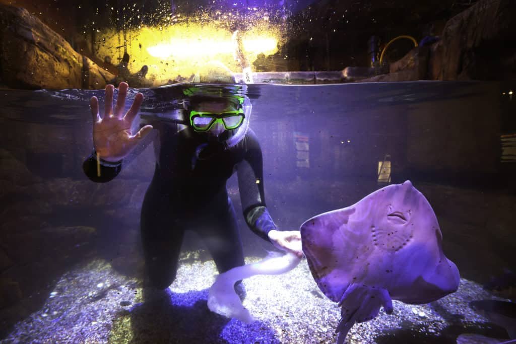 World Museum in Liverpool reopens doors to its new-look Aquarium