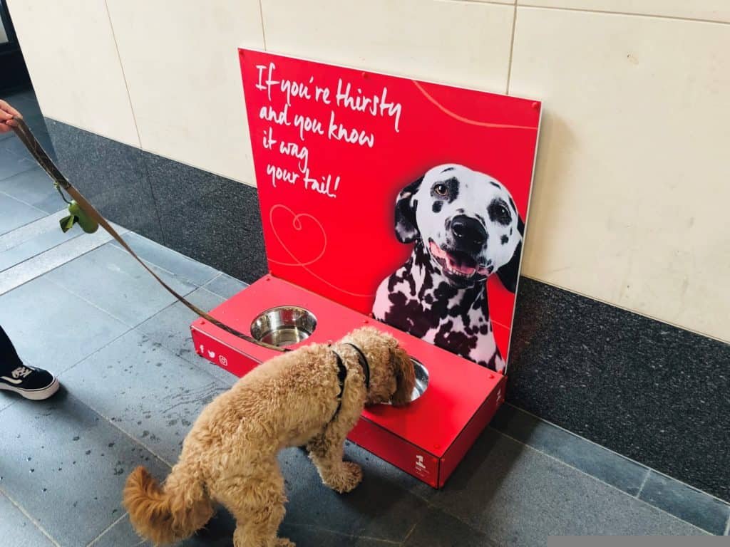 Liverpool's most talented pooches called upon for Liverpool ONE dog show