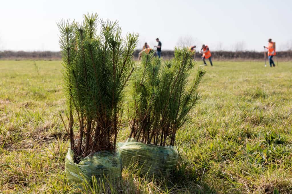 Speke Hall receive help from the community to create new woodland