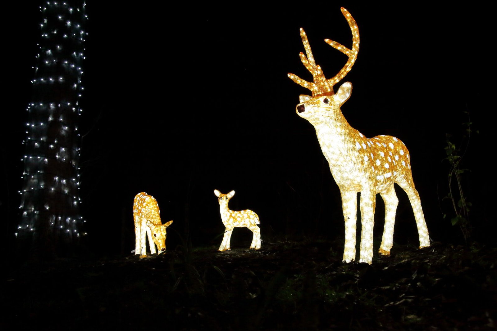 Knowsley Safari's Enchanted Extravaganza returns