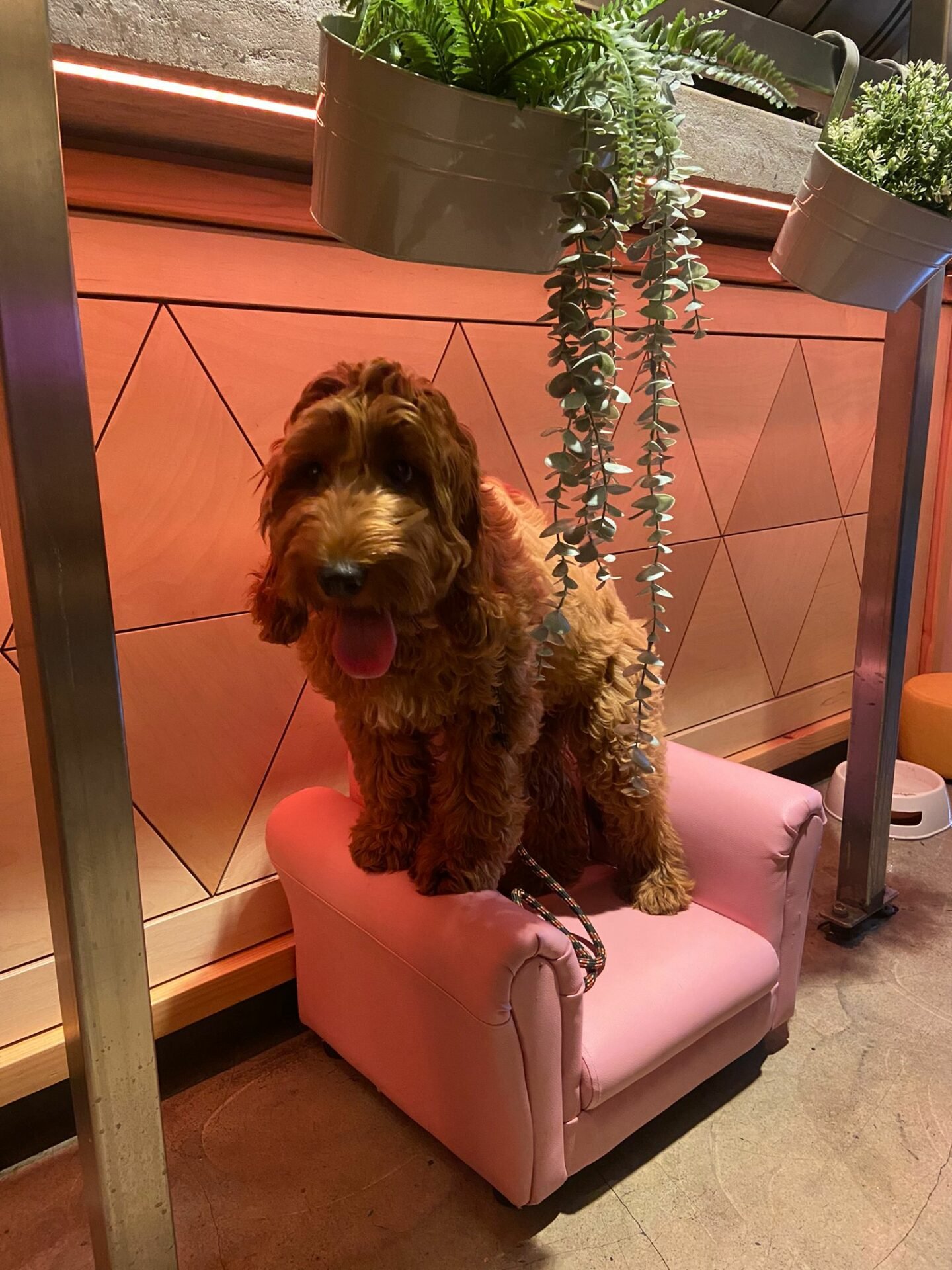 Nova Scotia welcomes Doggy Brunch this Winter