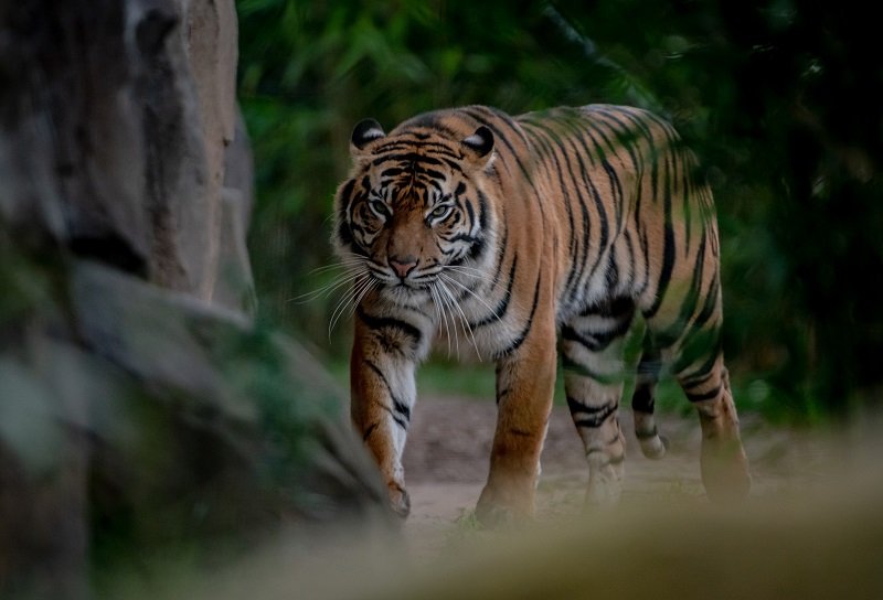 Chester Zoo offers all mums free tickets this Mother's Day weekend