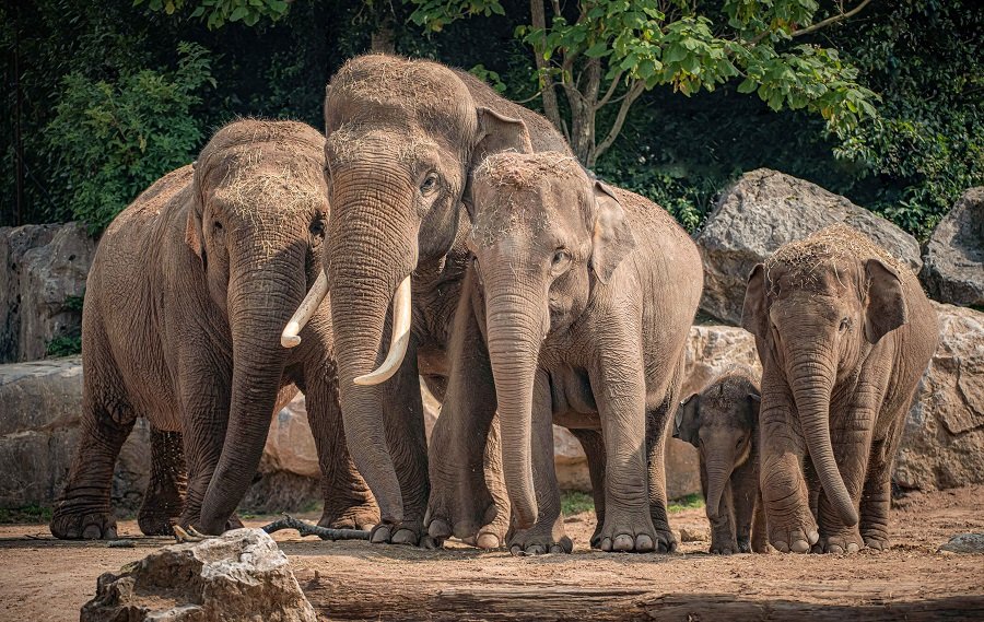 Chester Zoo launches 10K Run for Nature and everyone is invited