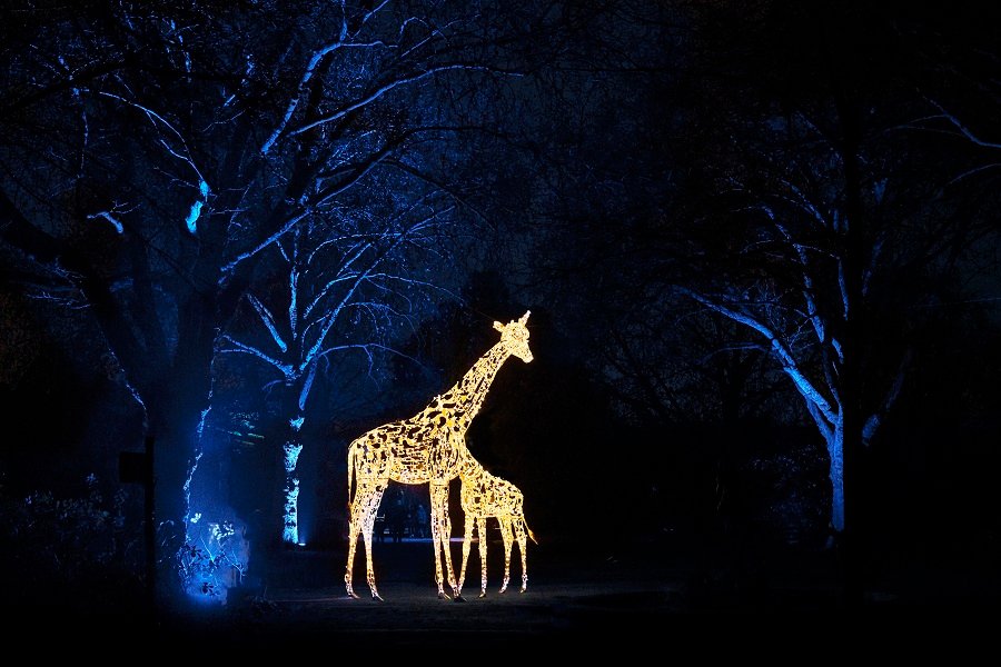 Chester Zoo reveals its biggest and brightest Christmas ever