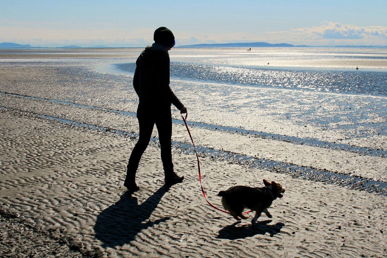 Green Sefton: How to keep dogs safe during a day at the beach