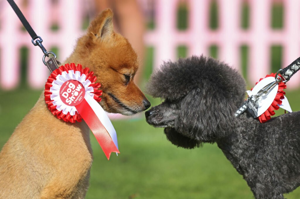 Liverpool ONE are back with their iconic Dog Show