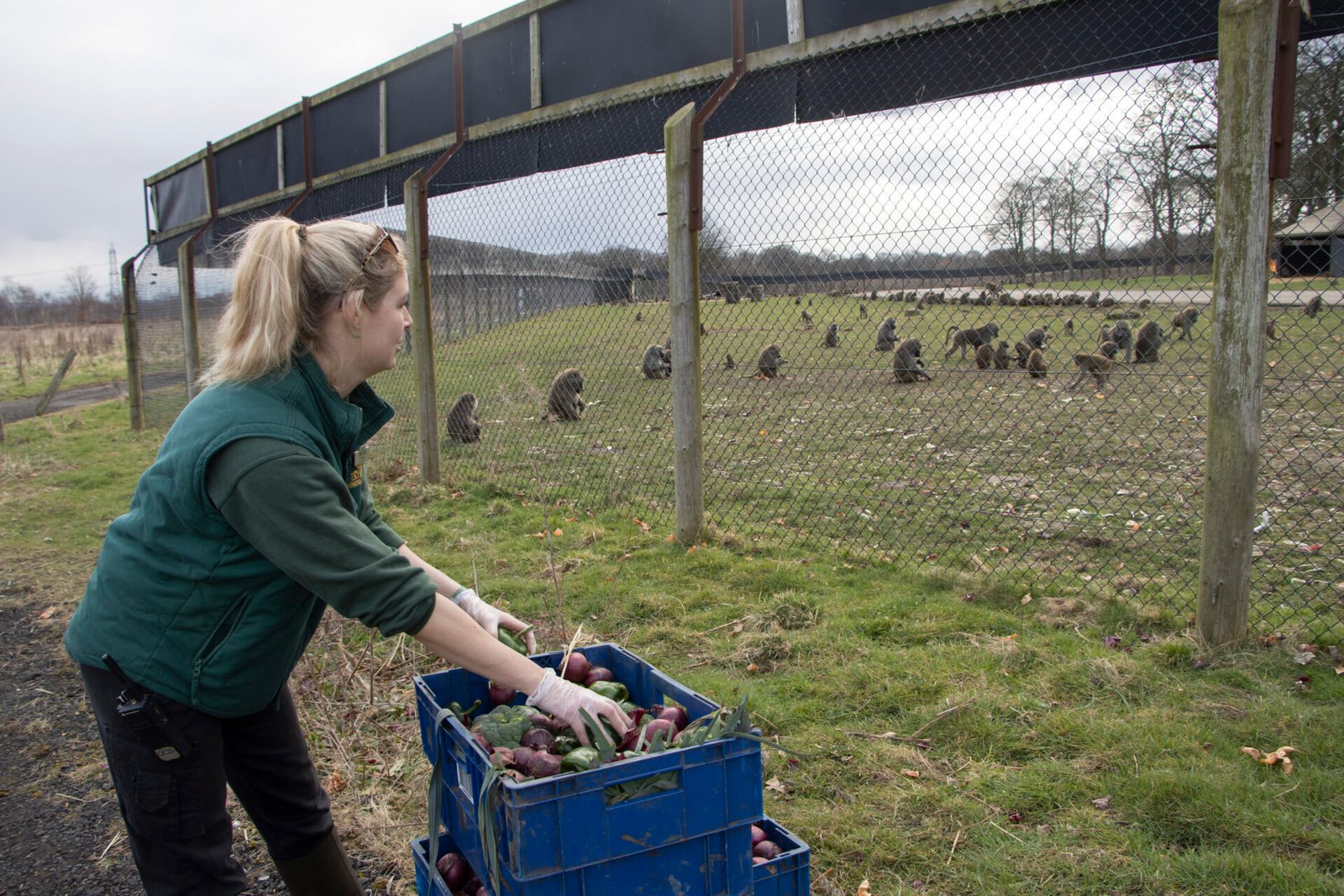 Knowsley Safari offers applicants a dream job