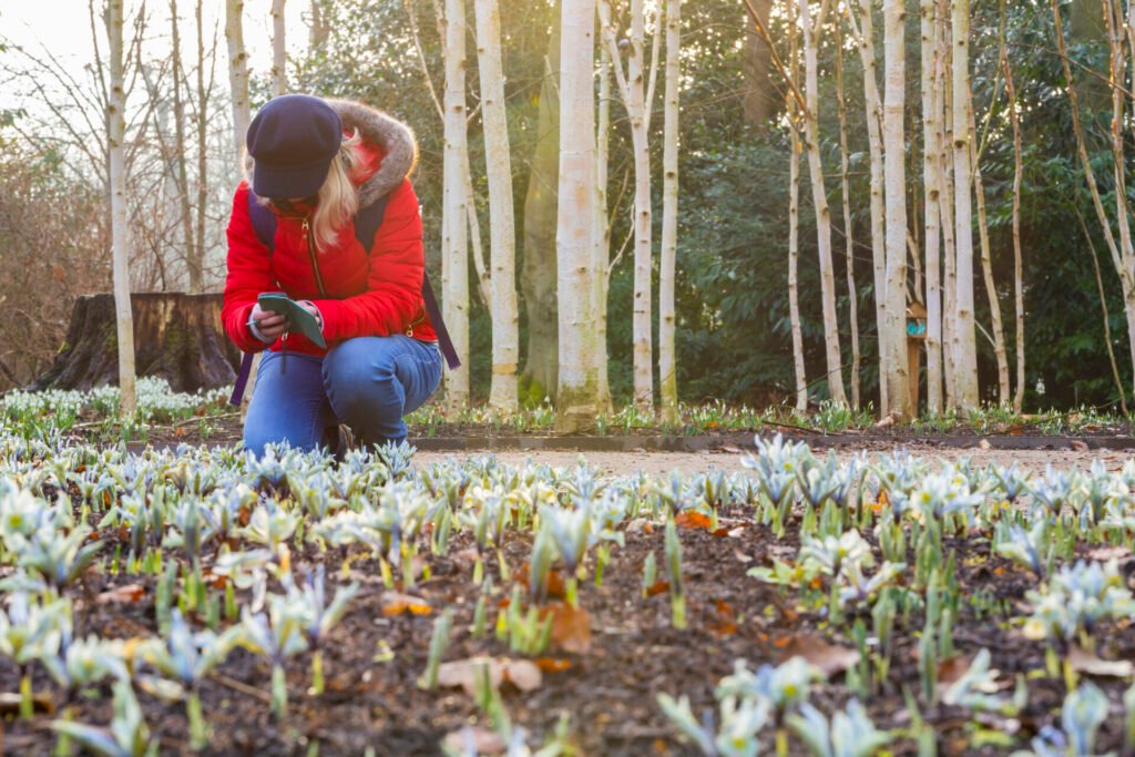 National Trust North West gardens to visit this winter