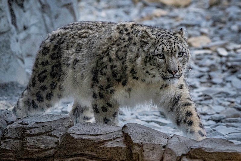 Chester Zoo is the UK's top zoo according to new Tripadvisor rankings