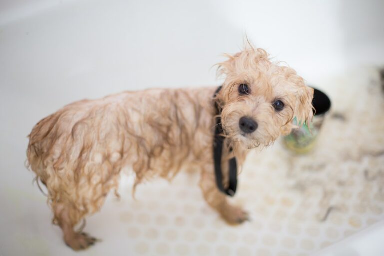 The Dog House Grooming Knowsley 768x512