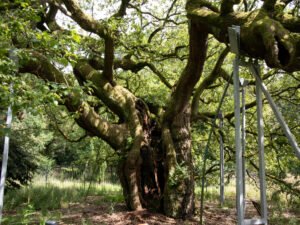 Explore ‘secret histories’ of exotic plants and trees at Calderstones Park