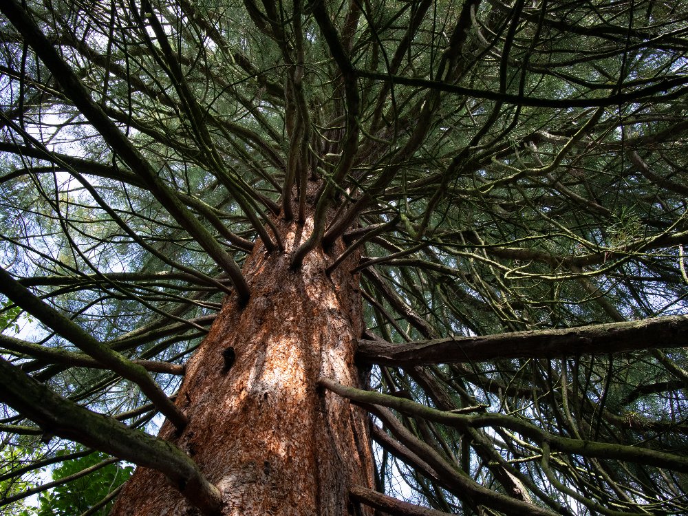 Explore ‘secret histories’ of exotic plants and trees at Calderstones Park