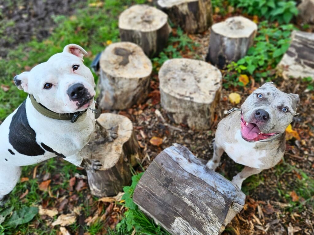 Zoomies Zone Liverpool's dog adventure park expands