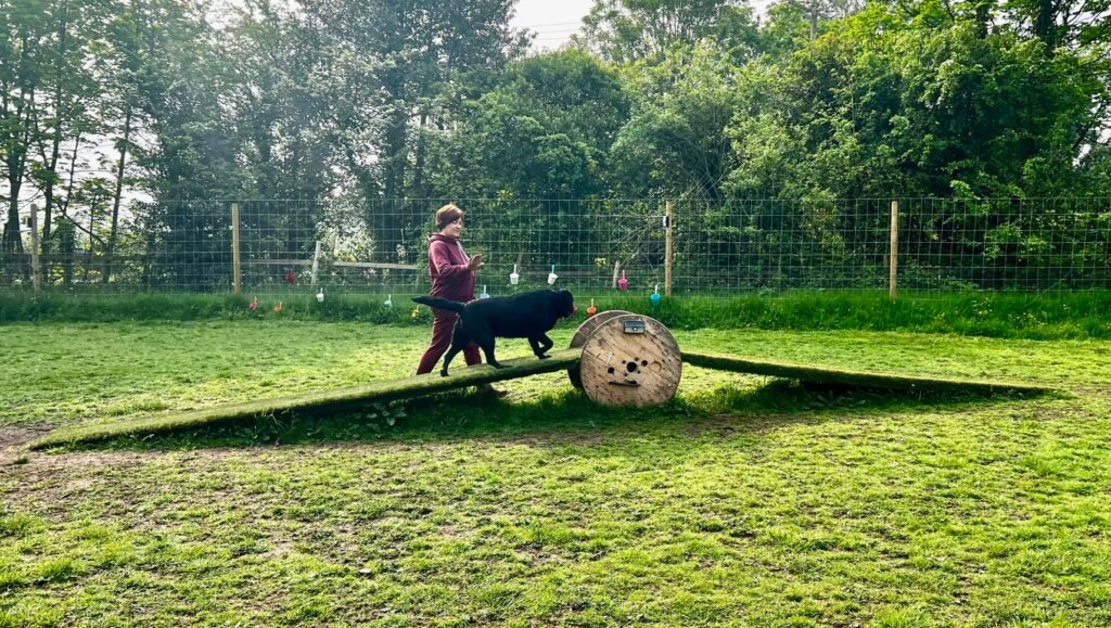 Zoomies Zone Liverpool's dog adventure park expands