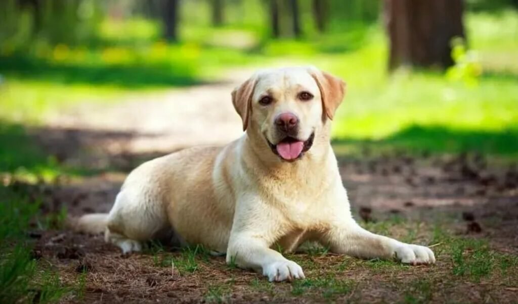 Zoomies Zone Liverpool's dog adventure park expands