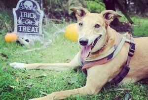 Special Bespook Dog Friendly Shiverpool Walk with Hector's Greyhound Rescue