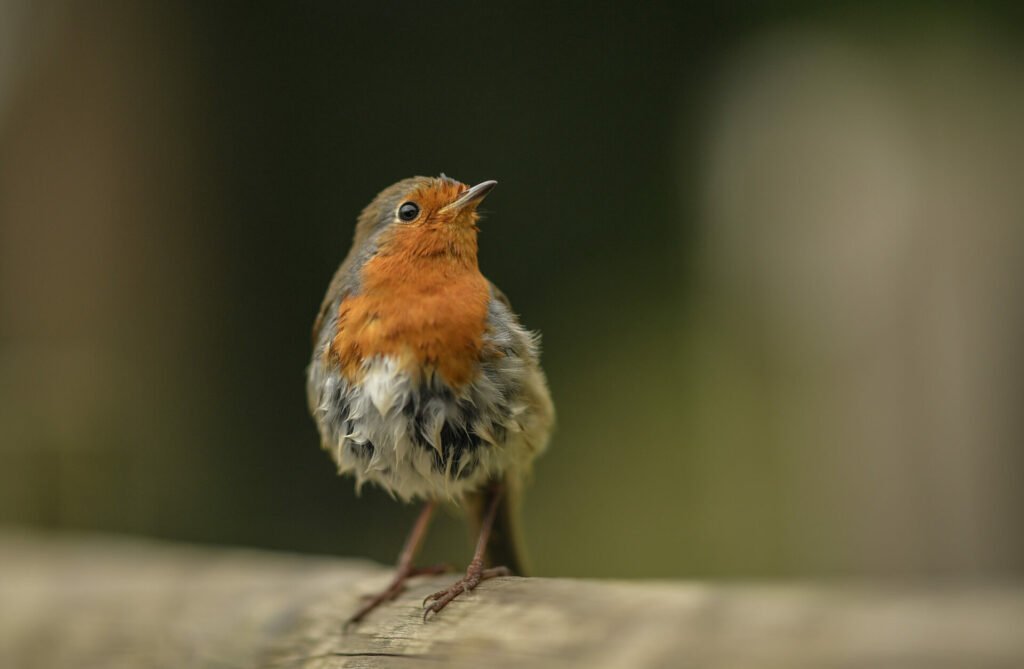 Chester Zoo plants 19,000 new trees in bid to restore Cheshire’s lost woodlands