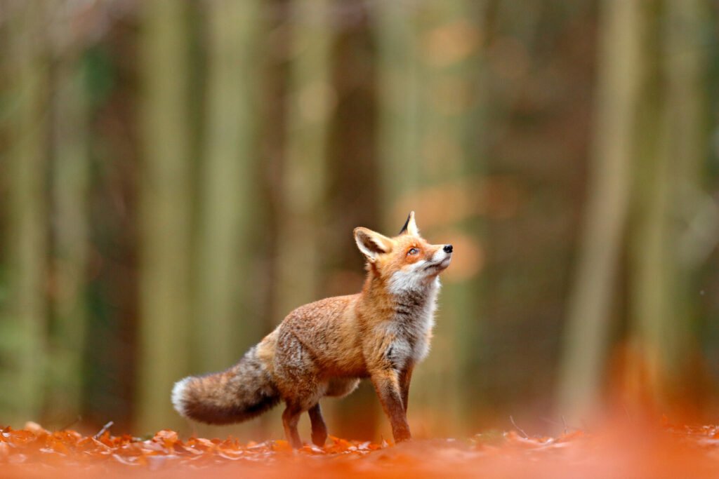 Chester Zoo plants 19,000 new trees in bid to restore Cheshire’s lost woodlands