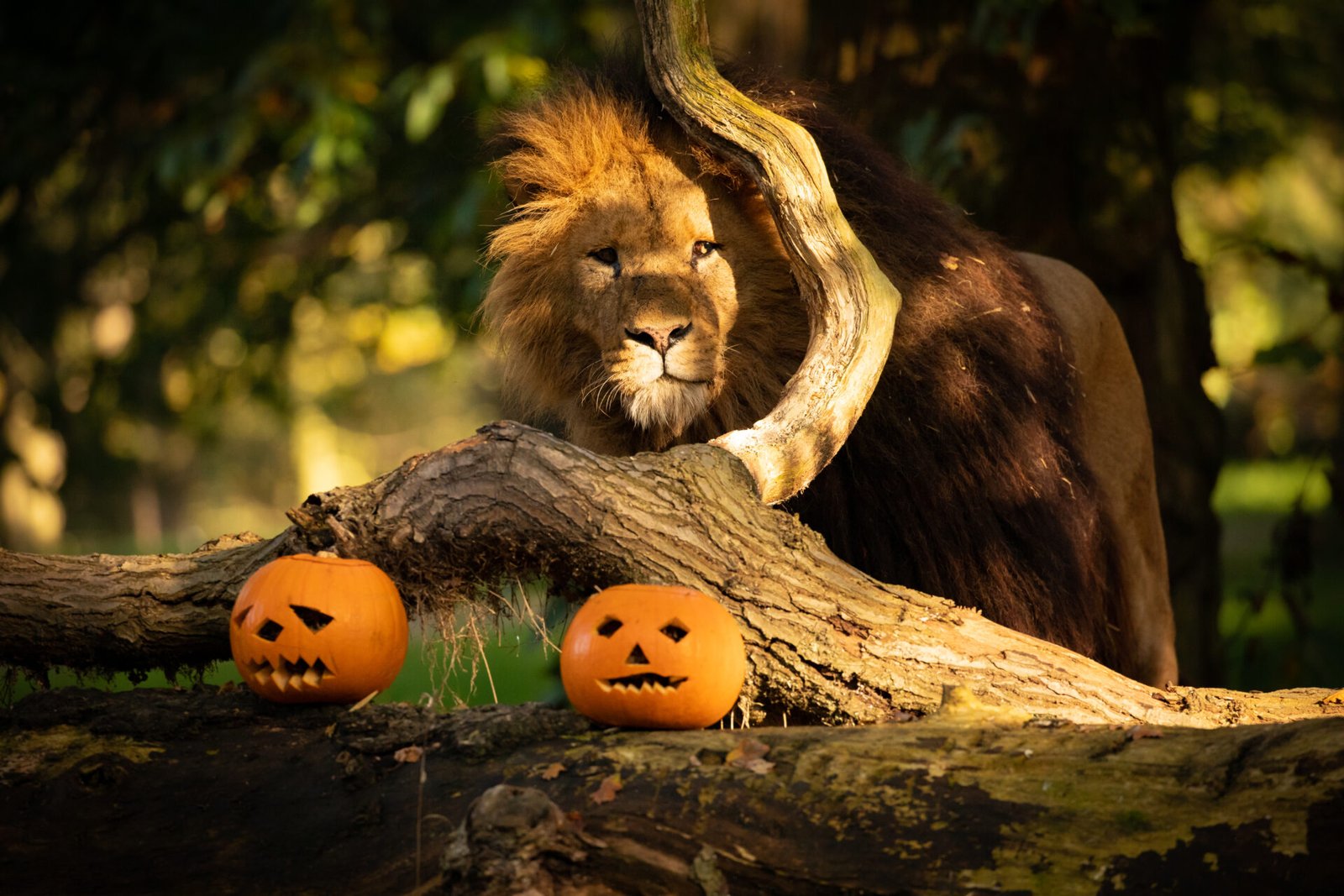 Knowsley Safari will be transformed into a pumpkin-themed adventure