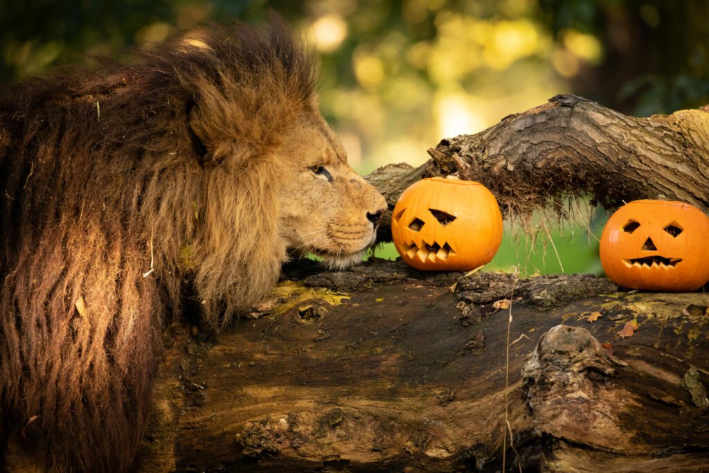 Knowsley Safari will be transformed into a pumpkin-themed adventure