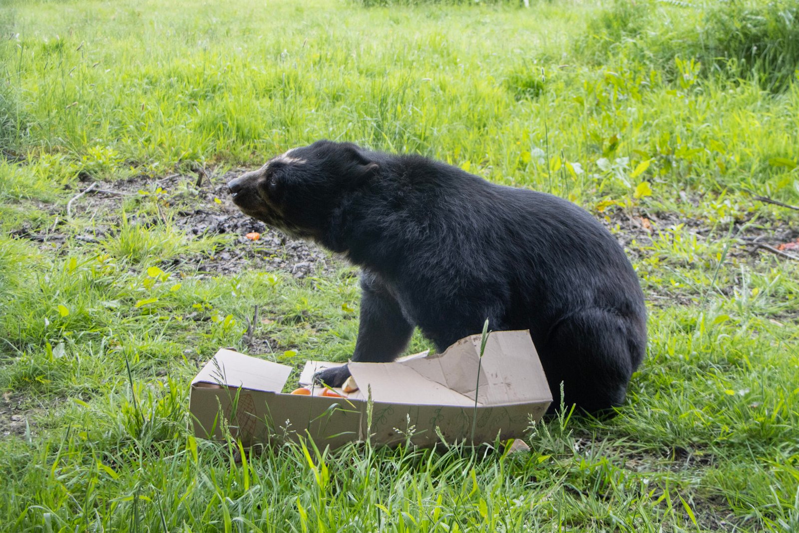 Knowsley Safari announces new Bears Experience