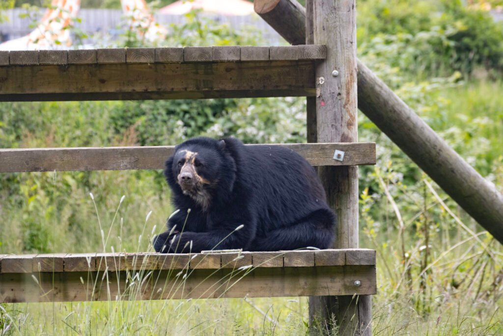 Knowsley Safari announces new Bears Experience