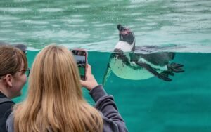 Chester Zoo is giving away nearly 33,000 free tickets to schoolchildren