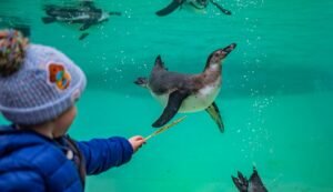 New Tripadvisor rankings name Chester Zoo as the UK’s best zoo