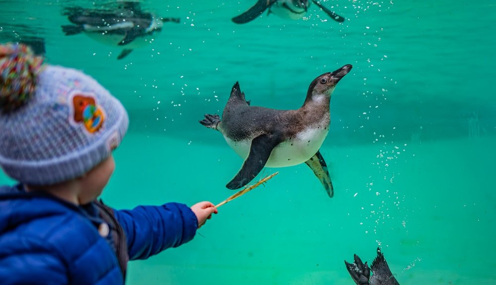 New Tripadvisor rankings name Chester Zoo as the UK’s best zoo