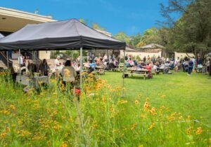 This summer’s outdoor and cultural events at Calderstones Park