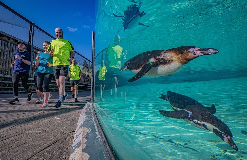 Everything you need to know about Chester Zoo’s 10k run
