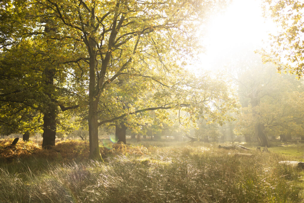 National Trust welcomes autumn with colour, wildlife and seasonal celebrations