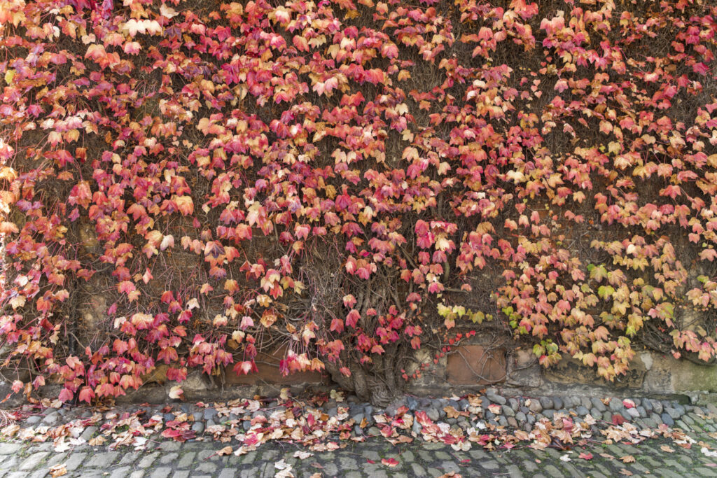 National Trust welcomes autumn with colour, wildlife and seasonal celebrations