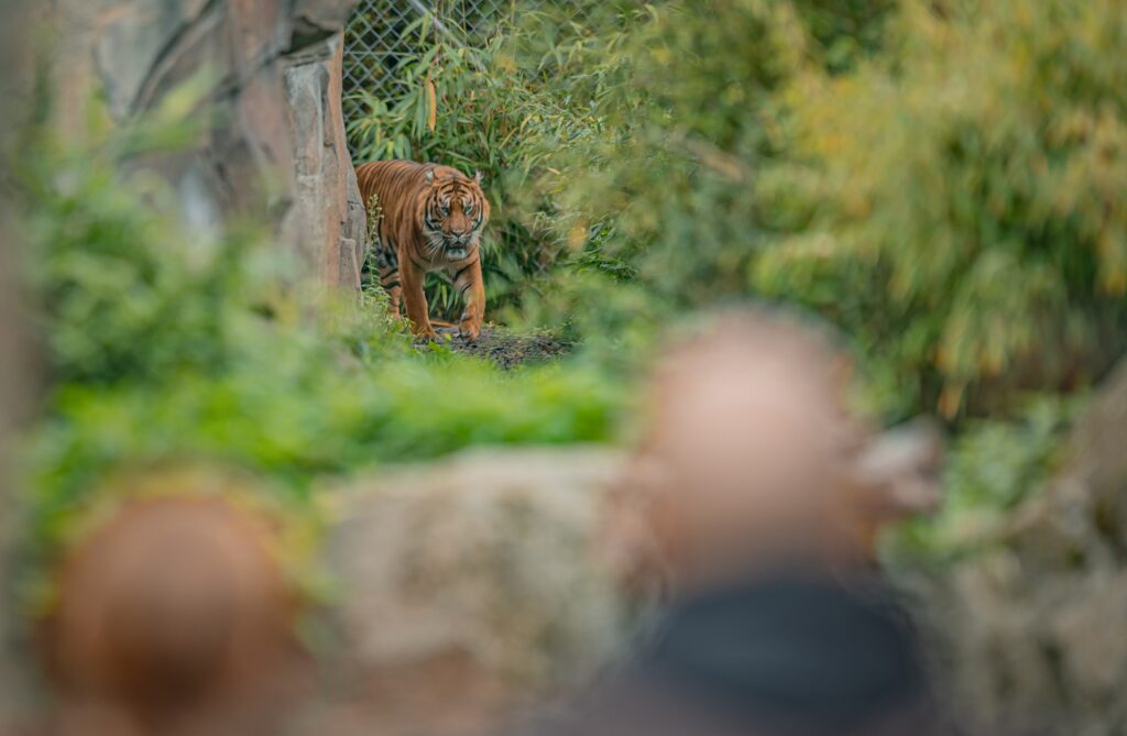Chester Zoo to offer £1 festive entry for families on Universal Credit