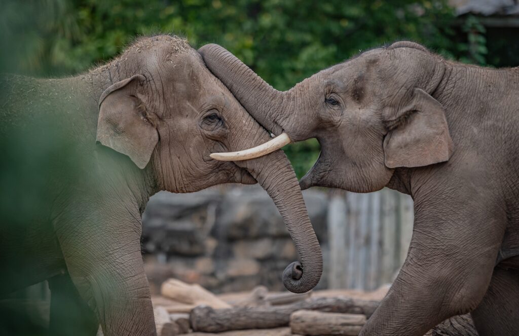 Record-Breaking year as more than 2.1 million visit Chester Zoo