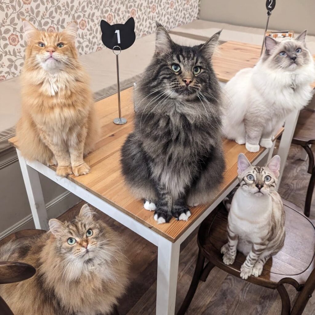 Discover Purr-fect Company at Cat Cafe Liverpool